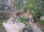  Tigres du zoo de la citadelle